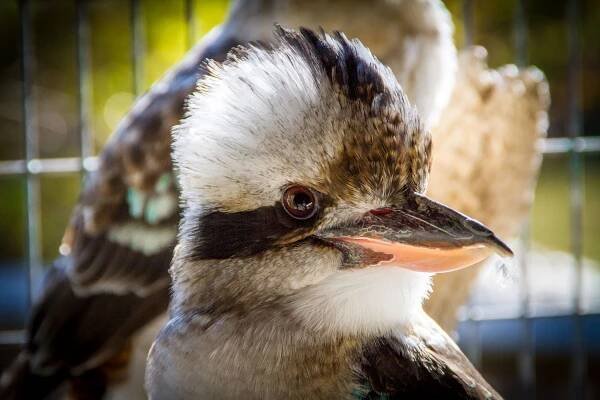 Kookaburra - Alligator Adventure