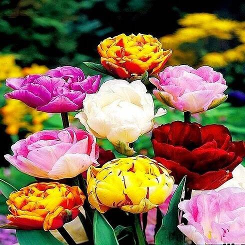 Tulipán Plný mix 10 ks Tulipány Cibulky tulipánů Cibule