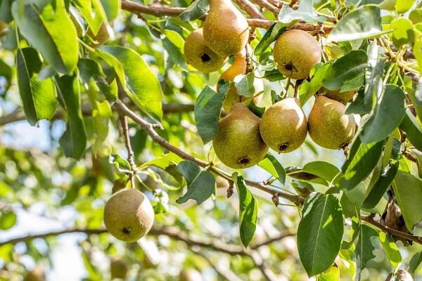Birne 'Gute Luise' • Pyrus communis 'Gute Luise'