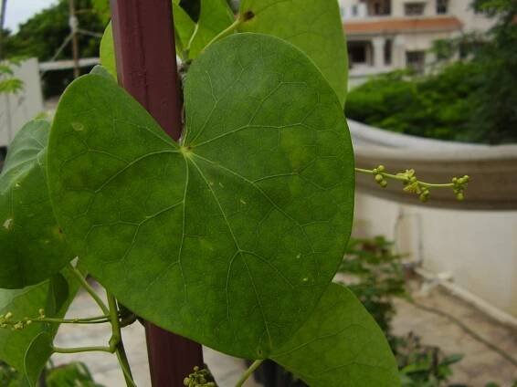 Tinospora cordifolia – eFlora of India