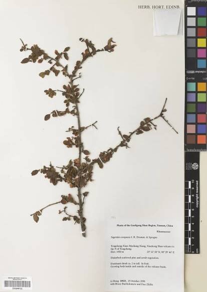 Sageretia gracilis