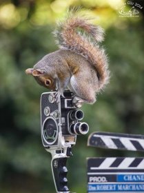 wildlife-photography-squirrels-max-ellis-2__880