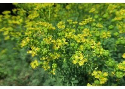 Routa vonná - Ruta graveolens, Květník o průměru 9 cm