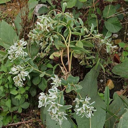 Euphorbia marginata