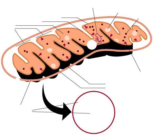 Mitochondriales Ribosom