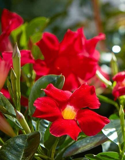 Sundaville Early Scarlet