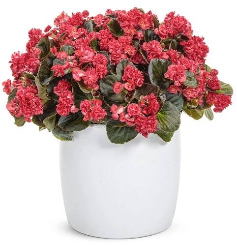 Double Up™ Red - Begonia semperflorens | Proven Winners
