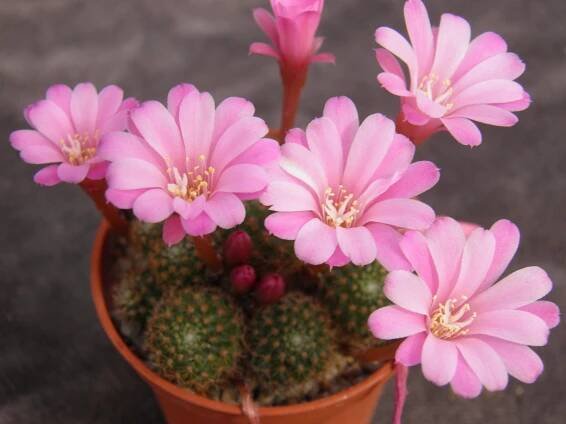 Rebutia perplexa