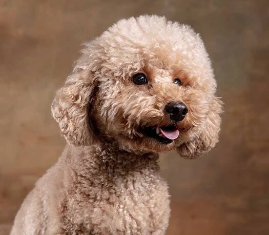Maltipoo