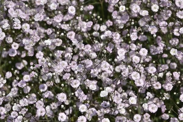 Gypsophila paniculata " Pink Festival " - nevěstin závoj, šater plnokvětý Zahradnictví Krulichovi - zahradnictví, květinářství