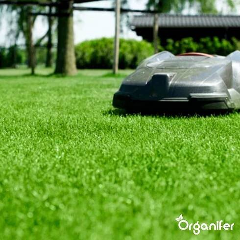 Semeno okrasné trávy – Elegant (15 kg na 750 m2) - Organifer