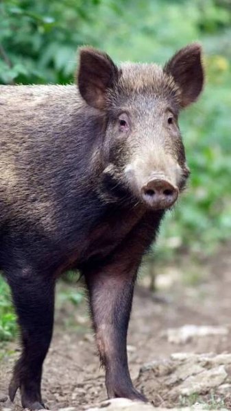 University of Hyderabad forest cover: 10 species that could have become homeless