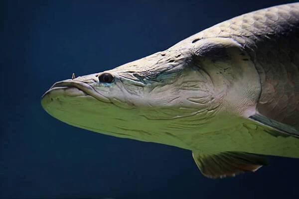 velká arapaima v amazonii pod vodou - arapaima velká - stock snímky, obrázky a fotky