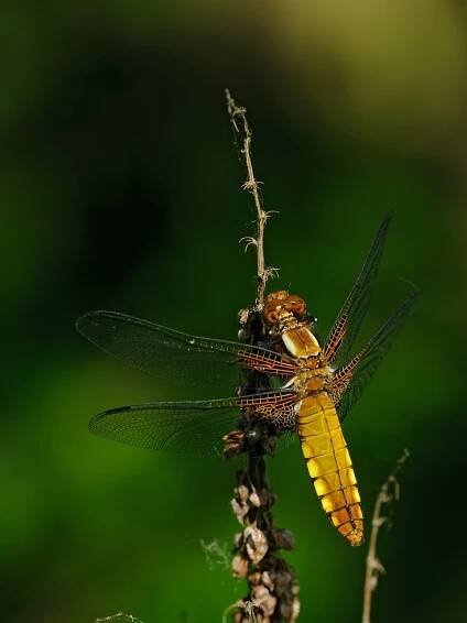 	A0822	 Vážka ploská (Libellula depressa)