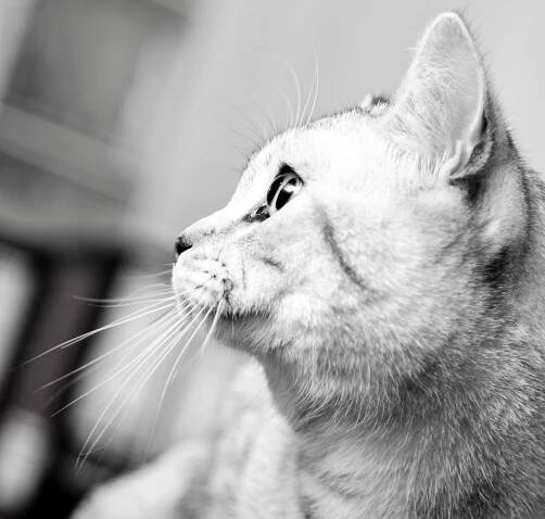 Cat Photography | Simon Kane Photography | Stunning Images To Last A Lifetime