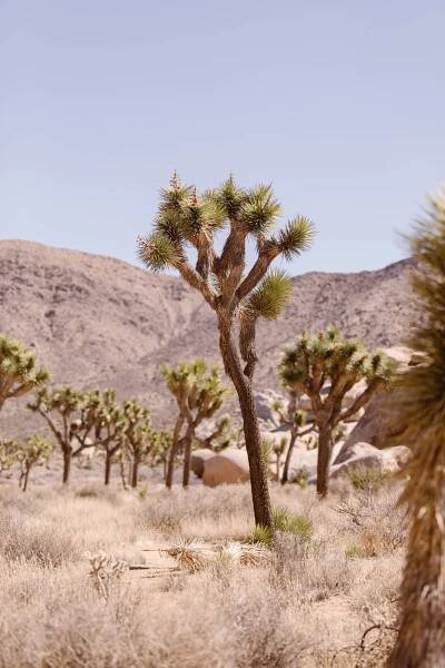 Joshua Tree Adventure - ING Weddings