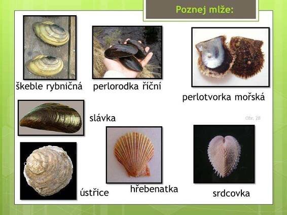 Měkkýši – Mlži – Materiály pro žáky ZŠ