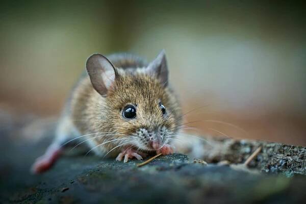 Základová fotografie na téma biodiverzity, critter, detail, detailní, divočina, divoké zvíře, divoký, drobný, eko, fotografie