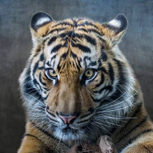 Jo Wyeth Photography - ANIMALS