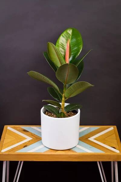 Ficus elastica ‘Robusta‘ (veľký)