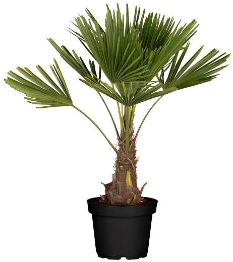GROW by OBI Palma konopná (Trachycarpus fortunei), pr. kv. cca 28 cm nakoupit u OBI