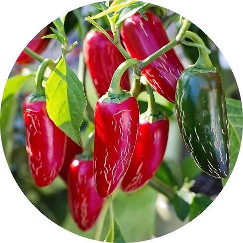 Growing Peppers In Containers From Start To Finish - Grow Hot Peppers