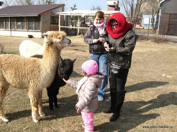Lamacentrum Hády - lamí farma | Farmy, ZOO, jízdy na koních