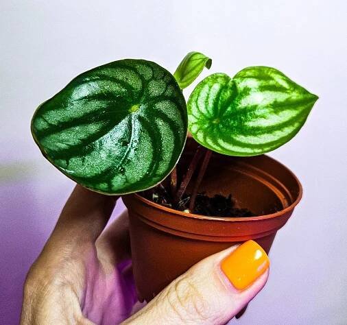 Peperomia argyreia
