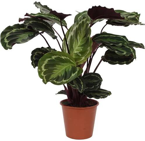 OBI Kalátea (Calathea roseopicta) "Medallion" výška 75-85 cm, pr. květináče 19cm nakoupit u OBI
