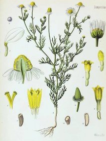 Heřmánek pravý (Matricaria chamomilla, synonymum Matricaria rec... - dofaq.co