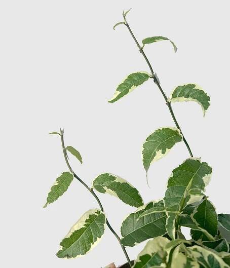 Ficus4