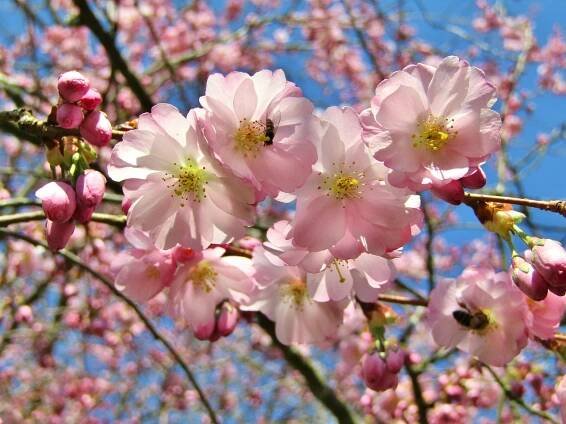 Čerešňové Kvety, Sakura, Kvety, Ružová