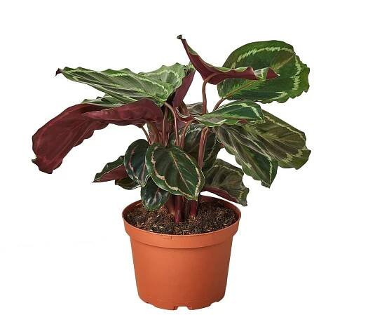 Medallion Calathea