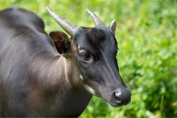 anoa