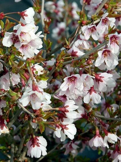 Prunus incisa Kojou-no-mai - Okrasná slivoň