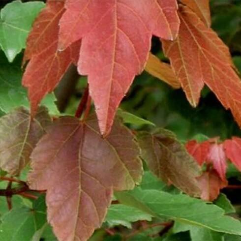 Acer Rubrum HOSR Summer Red Maple