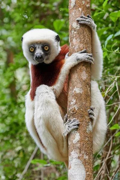 Madagaskar 2022 - LEMURIA TV