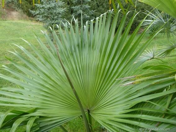 Palma - Livistona chinensis 3