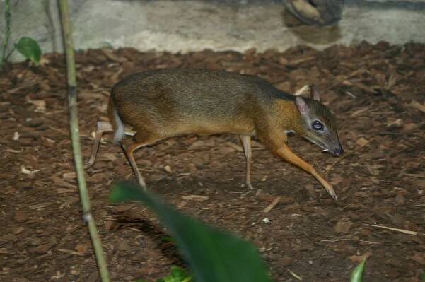 Obrázek - Tragulus javanicus (kančil jávský) | BioLib.cz