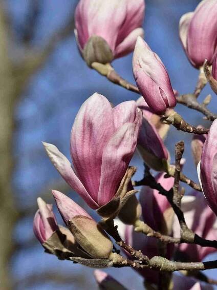 What does the magnolia tree symbolize?