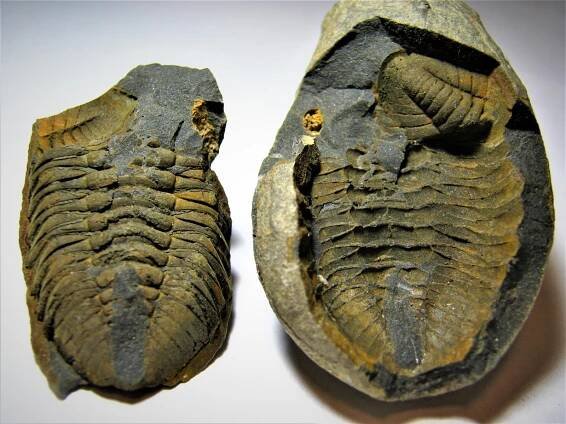 TRILOBITI A DALŠÍ FAUNA - CELÁ KOLEKCE