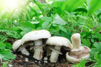 agaricus houby rostou v lese - pečárka polní - stock snímky, obrázky a fotky
