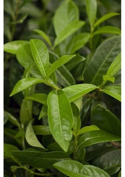 Prunus Laurocerasus Mount Vernon Kirschlorbeer 15–20 cm