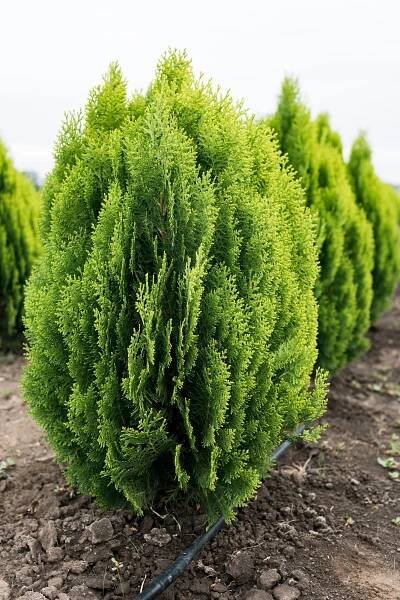 Thuja 9