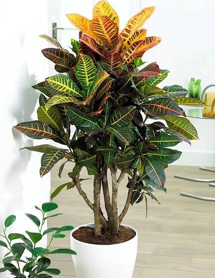 Codiaeum Variegatum-140