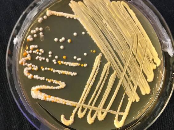 Creating memorable DNA experiences – miniPCR bio