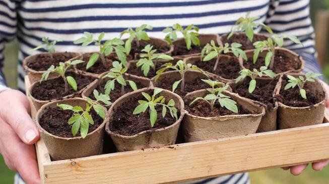 I'm a gardens editor and these are my 6 go-to places to buy biodegradable pots if you're growing your own flowers or vegetables from seed