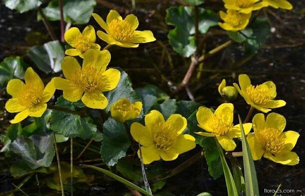 Blatouch bahenní (Caltha palustris)