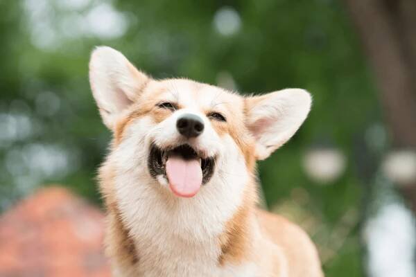 3 Important Pet Resort Practices that Alleviate Stress and Fear