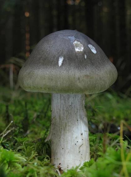 čirůvka mýdlová - Tricholoma saponaceum - foto: Jiří Laštůvka, Hlinecko
